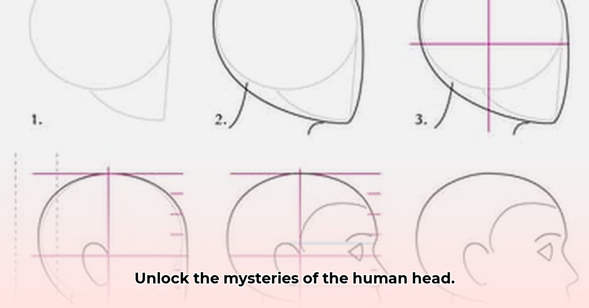 human-head-anatomy-guide